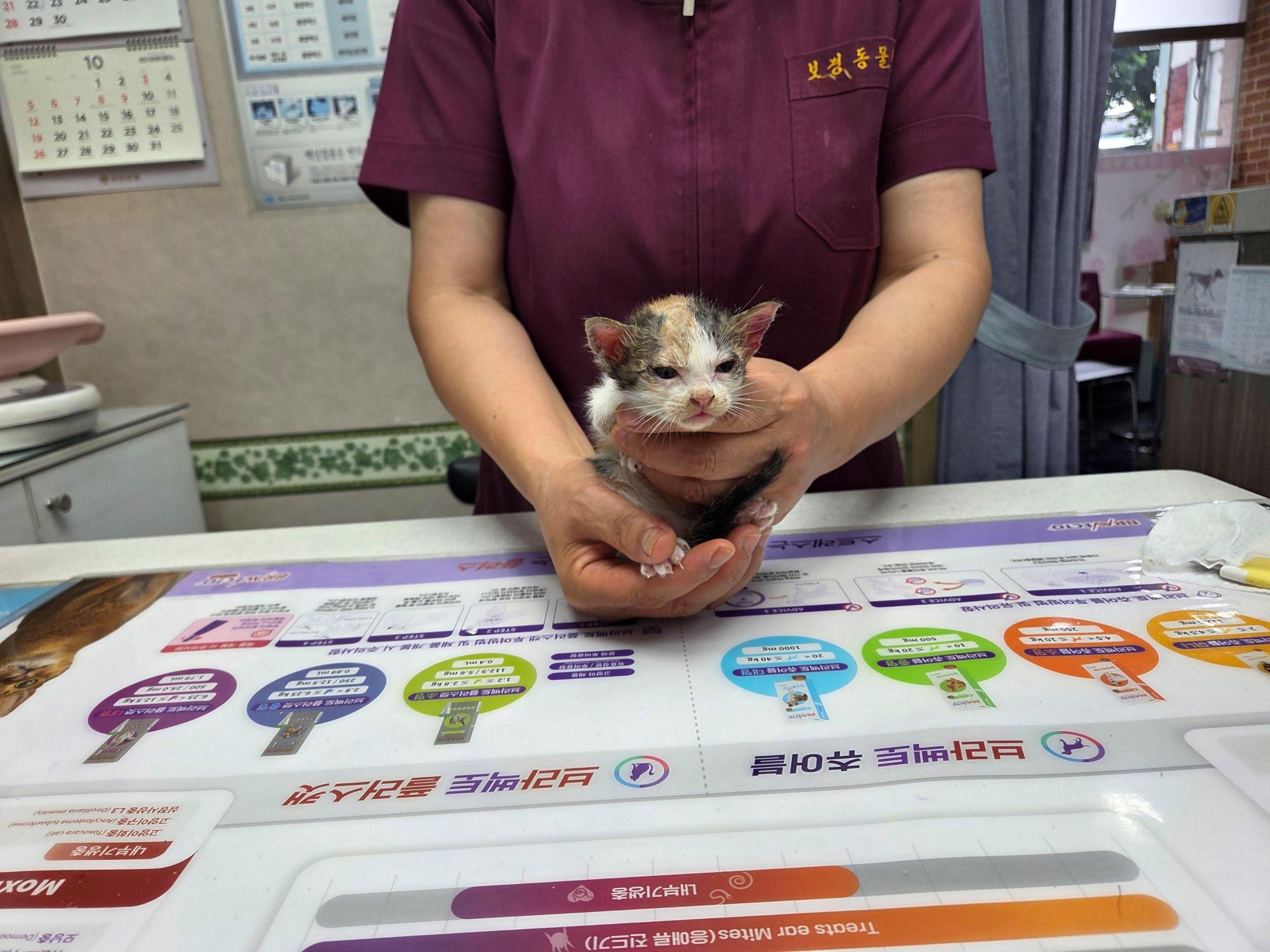 보호중 한국 고양이…
